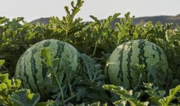 吃瓜广州网红,揭秘城市生活趣味瞬间